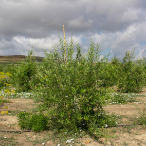 Lechín De Sevilla I-122<sup>®</sup> Árbol