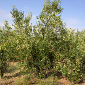 Blanqueta Clon I-55<sup>®</sup> Árbol