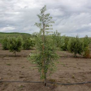 Nevadillo Fino I-68<sup>®</sup> Árbol