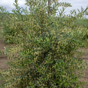 Arbequina Clon I-21<sup>®</sup> Detalle