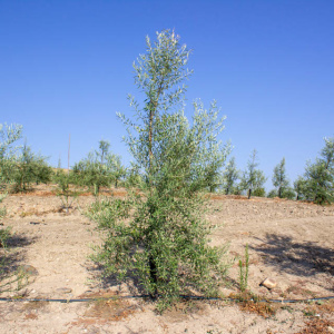 Callosina Clon I-69<sup>®</sup> Árbol