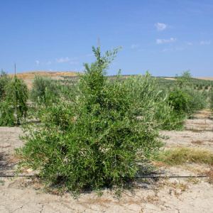 Arbosana Clon I-43<sup>®</sup> Árbol