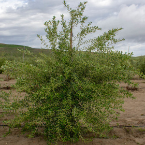 I-45<sup>P</sup> Árbol