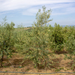 Callosina Clon I-69<sup>®</sup> Árbol